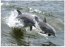 Dolphins in Gulf
