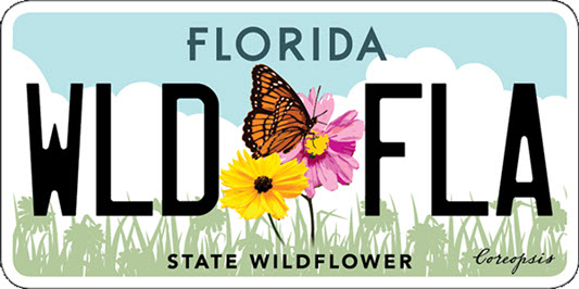Florida license plate: state wildflower
