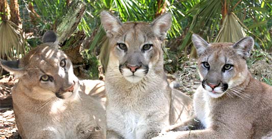 Time To Speak Up for Florida Panther