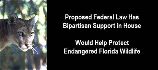 Photo of Florida Panther with copy: Proposed federal law has bipartisan support in house. Would help protect endangered Florida wildlife
