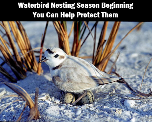 Snowy Plover mother on nest.  FWC photo