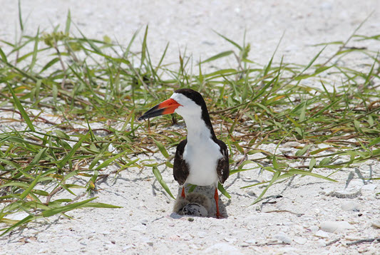 Black Skimmer on nest. FWC photo