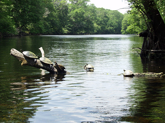 Turtles sunbathing on the Santa Fe, a few hundred yards from the spring at Rum Island