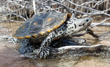 diamondback terrapin in mangroves