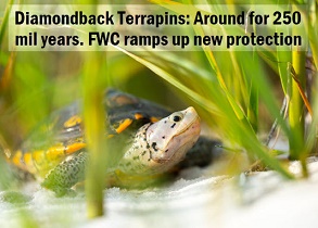 Diamondback terrapin under water with caption: Diamondback terrapins: around for 250 million years. FWC ramps up new protection
