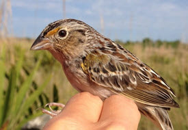 Florida grasshopper sparrow sitting on fingers