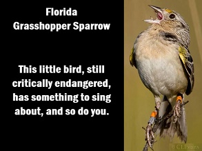 Florida grasshopper sparrow with copy:  Florida grasshopper sparrow. This little bird, still critically endangered, has something to sing about, and so do you.