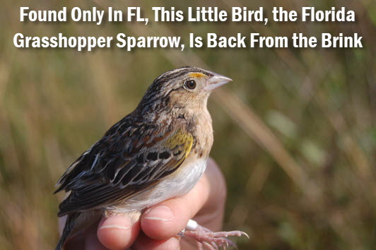 Florida Grasshopper Sparrow