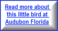 Link to more about the FL Grasshopper Sparrow